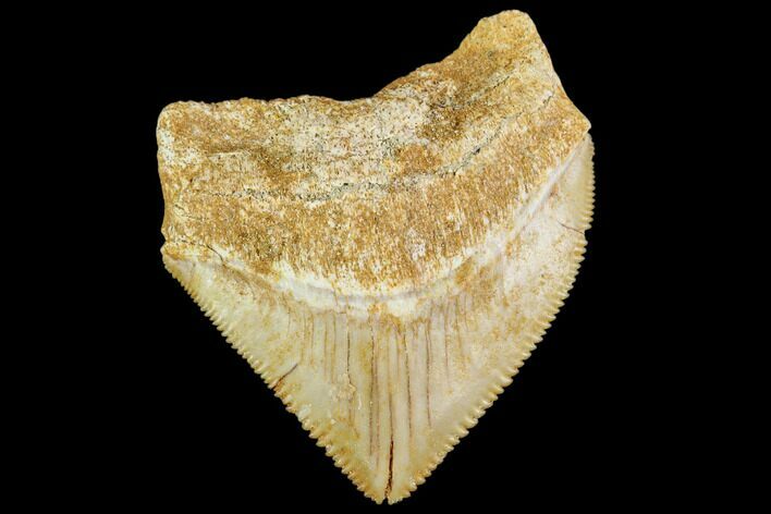 Fossil Crow Shark (Squalicorax) Tooth- Morocco #110099